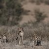 Gepardin mit Jungen, Nähe Urikaruus
